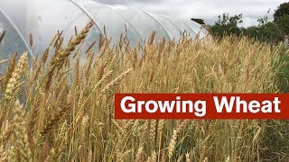 Growing Wheat For The First Time [upl. by Lunn519]