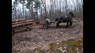 Im Selling Logs to an Amish Sawmill [upl. by Nylissej10]