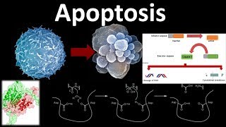 Apoptosis the programmed cell death [upl. by Ohare877]