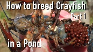 How to Breed CrayfishCrawfish in a Pond 🦞 Part 1 [upl. by Dionysus977]