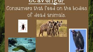 Producers Consumers Scavengers and Decomposers [upl. by Mota842]