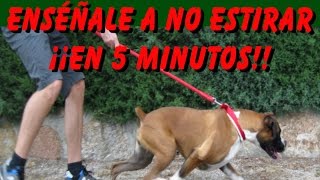 Adiestramiento Canino Enséñale a No Tirar de la Correa en 5 Minutos [upl. by Pejsach]