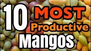 The 10 MOST Productive Mangos [upl. by Atteloj]