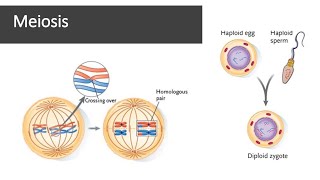 Meiosis [upl. by Garneau]