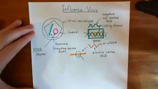 Influenza Virus  Replication Cycle Part 1 [upl. by Cousin]