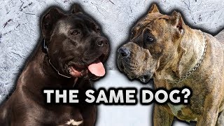 CANE CORSO OR PRESA CANARIO Whats The Difference [upl. by Gawain]