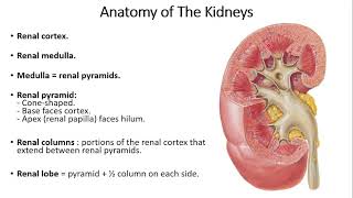 Urinary System Nursing [upl. by Ardnaid487]