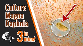 How to culture DAPHNIA MAGNA  The easy way [upl. by Nitsraek454]