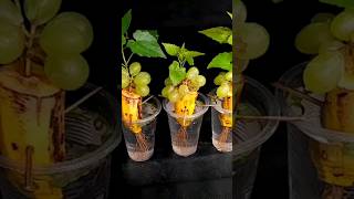 How To Grow Grape Trees From Grape Fruit  Grow Grape Vine From Grape Fruit In Banana Fruit [upl. by Eirehs796]