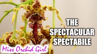 The spectacular Dendrobium spectabile Orchid  Care tips [upl. by Onitnevuj]