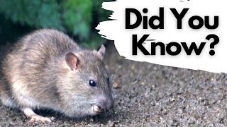 Things you need to know about BROWN RATS [upl. by Dimond]