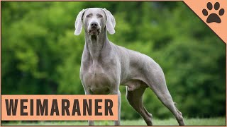 Weimaraner  All About The Dog Breed [upl. by Ellenahc]