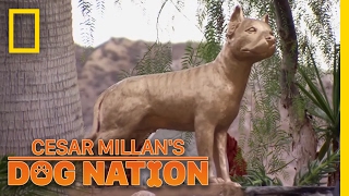 Remembering Daddy  Cesar Millans Dog Nation [upl. by Llenad]