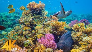 4K Stunning Underwater Wonders of the Red Sea  Colorful Coral Reef Inhabitants  3 HOUR [upl. by Otinauj]