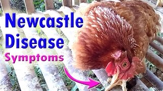 NEWCASTLE DISEASE in Chickens laying Hens poultry diseases symptoms amp Poultry farming [upl. by Houlberg]