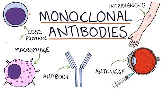 How do monoclonal antibodies work Rituximab infliximab adalimumab and others [upl. by Athene]