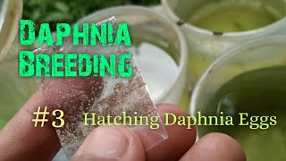 Daphnia Culture made simple and easy 3  Hatching Daphnia eggs [upl. by Ayikal]