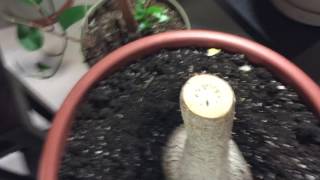 Yucca plant cuttings pruning and clones [upl. by Araiek]