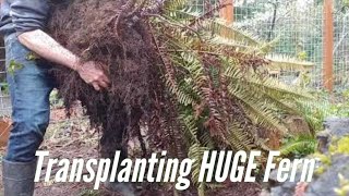 Transplanting Native Sword Fern [upl. by Ilke]