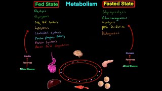 Fed State vs Fasted State Metabolism MCAT EVERYTHING YOU NEED TO KNOW BIOCHEMISTRY MCAT [upl. by Spiegelman5]