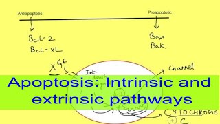 Apoptosis [upl. by Lorne]