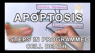 Overview of Apoptosis  Steps Explained [upl. by Adoh]