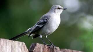 Mockingbird Call  Bird Song [upl. by Launame]