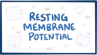 AampP 1 Neuron Membrane Physiology Part 1 Resting Membrane Potential [upl. by Moya]