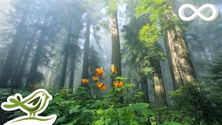 Sunny Mornings Beautiful Relaxing Music with Piano Guitar amp Bird Sounds by Peder B Helland [upl. by Conah]