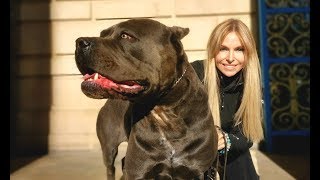 THE CANE CORSO  POWERFUL ROMAN DOG OF WAR [upl. by Girard]