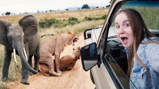 MY FIRST EVER AFRICAN SAFARI Lions MATING in Mikumi Tanzania 😱 [upl. by Tamaru545]