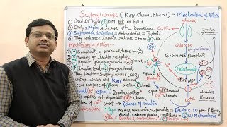 Diabetes Mellitus Part10 Mechanism of Action of Sulfonylurease  Antidiabetic Drugs  Diabetes [upl. by Analla]