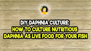 DIY Daphnia Culture How to Culture Nutritious Daphnia as Live Food for Your Fish [upl. by Sebbie]