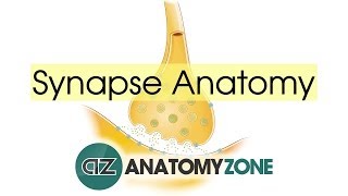 Synapse Structure  Neuroanatomy Basics [upl. by Bronder]