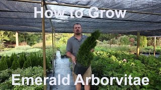 How to grow Emerald Arborvitae Thuja occidentalis Smaragd with detailed description [upl. by Athene]