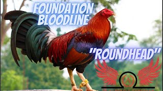 Roundhead  The 4 Foundation Bloodlines Part 3 [upl. by Llehcnom558]