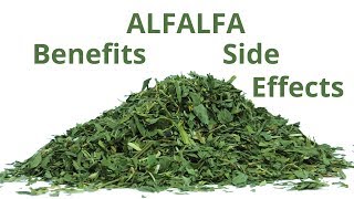 Alfalfa Benefits and Side Effects Vitamins Minerals Nutrients Antioxidants Warnings [upl. by Vinny]