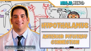 Endocrinology  Hypothalamus Anterior Pituitary Connection [upl. by Shaun]