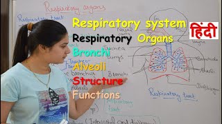 Respiratory system anatomy amp physiology in hindi  Organs  structure  functions [upl. by Rie]