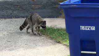 Canine Distemper Infected Raccoon Warning October 2017 NorthWest Columbus area of Ohio [upl. by Georgine446]