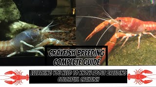 Complete crayfish breeding guide [upl. by Doownil]