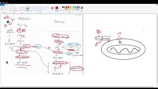 Apoptosis Intrinsic and Extrinsic pathways [upl. by Tihw]