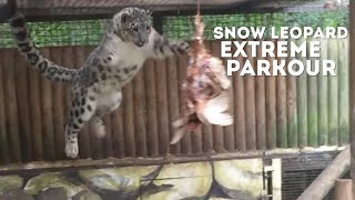 Snow Leopard EXTREME PARKOUR [upl. by Eimma]