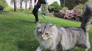 The pros and cons of walking cats outside [upl. by Nevi]