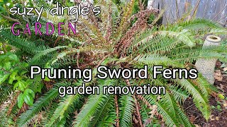 How to Prune SWORD FERN Polystichum munitum [upl. by Lewls]