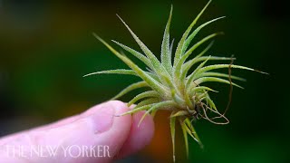 How Air Plants Grow Without Soil  The New Yorker [upl. by Kyred255]