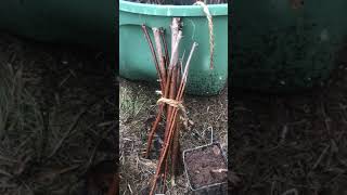 Growing Black Elderberry from cuttings Sambucus Nigra [upl. by Enerual]