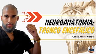 Anatomía  Tronco Encefálico Mesencéfalo Puente y Médula Oblongada [upl. by Adnilec]