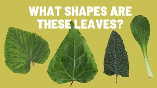 Learn to Recognize Different Types of Leaf Shapes  Plant Leaves [upl. by Farica]