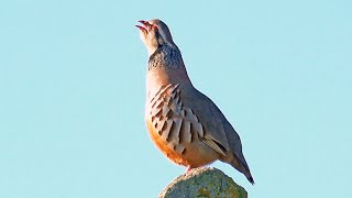 Redlegged Partridge Call Alectoris rufa Perdizvermelha Canto Perdizcomum [upl. by Vernier]